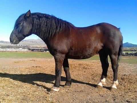 Caballo de Picar