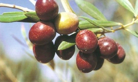 Manzanilla